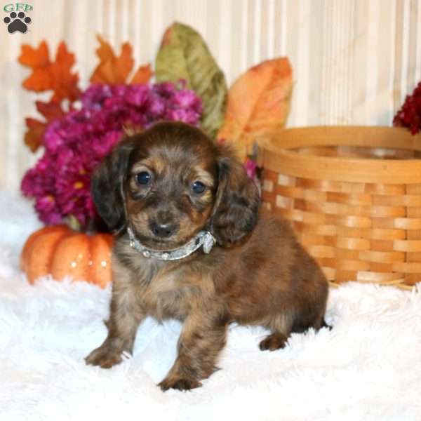 Benji-Mini, Dachshund Puppy
