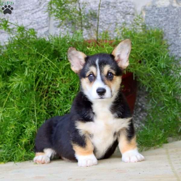 Benji, Pembroke Welsh Corgi Puppy