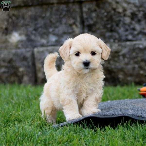 Benji, Shih-Poo Puppy