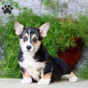 Benji, Pembroke Welsh Corgi Puppy
