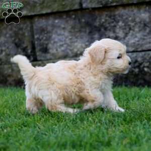 Benji, Shih-Poo Puppy