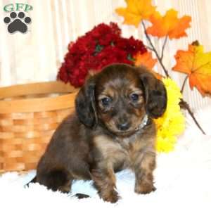 Benji-Mini, Dachshund Puppy