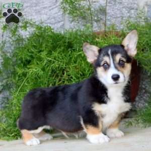 Benji, Pembroke Welsh Corgi Puppy