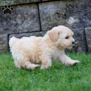 Benji, Shih-Poo Puppy