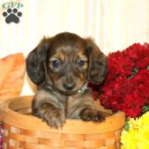 Benji-Mini, Dachshund Puppy