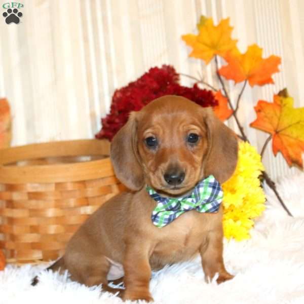 Brody-Mini, Dachshund Puppy