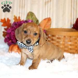 Bennet-Mini, Dachshund Puppy
