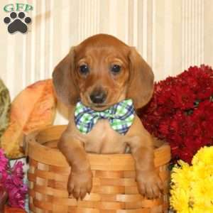 Brody-Mini, Dachshund Puppy