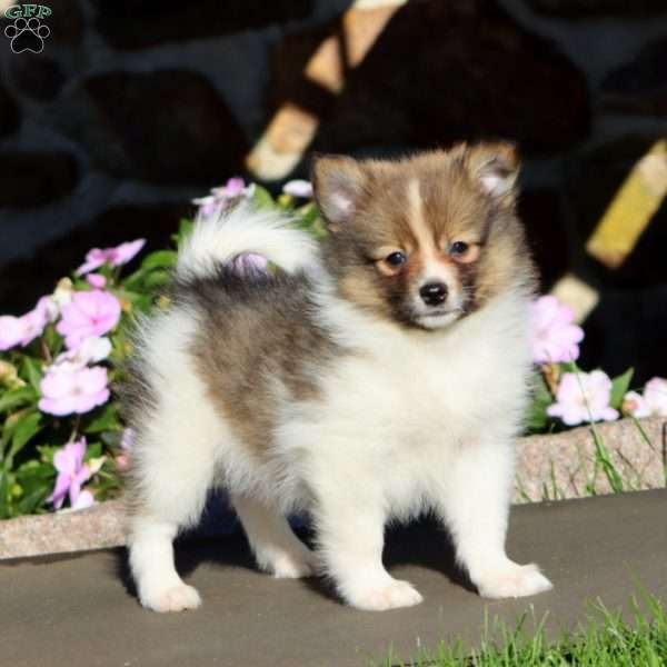 Benny, Pomeranian Puppy