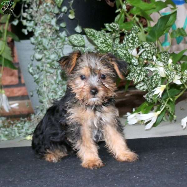 Benny, Yorkie Puppy