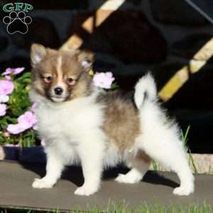Benny, Pomeranian Puppy
