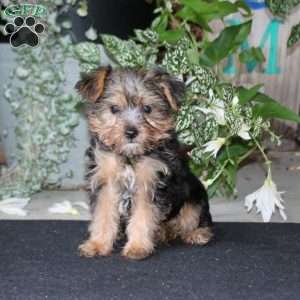 Benny, Yorkie Puppy