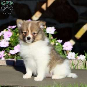 Benny, Pomeranian Puppy