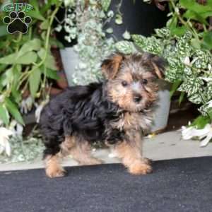 Benny, Yorkie Puppy