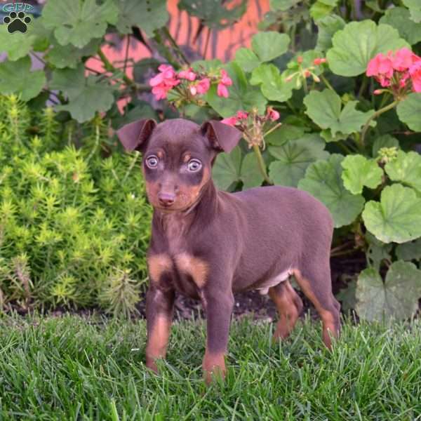 Bentley, Miniature Pinscher Puppy