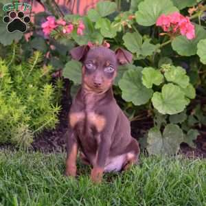 Bentley, Miniature Pinscher Puppy
