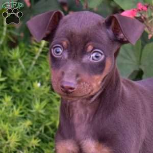 Bentley, Miniature Pinscher Puppy