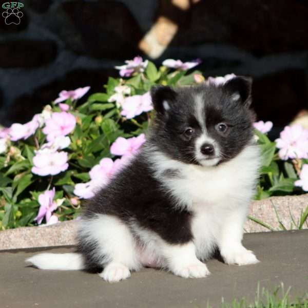 Bentley, Pomeranian Puppy