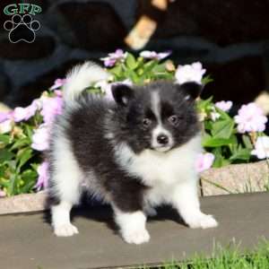 Bentley, Pomeranian Puppy