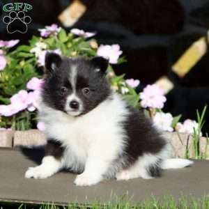 Bentley, Pomeranian Puppy