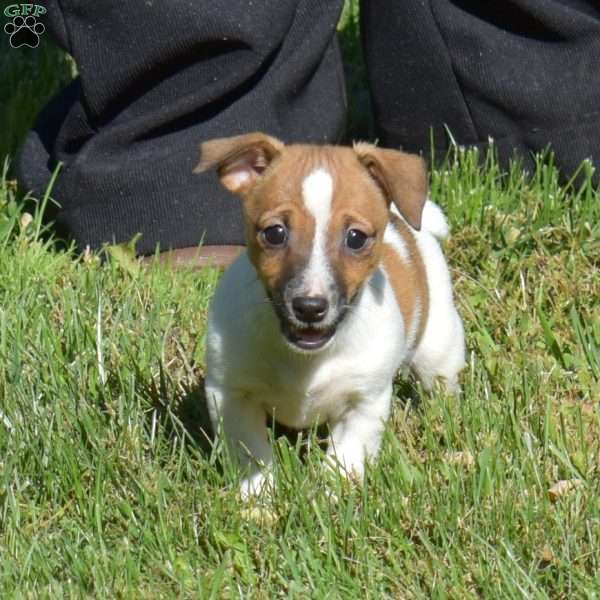 Berry, Jack Russell Terrier Puppy