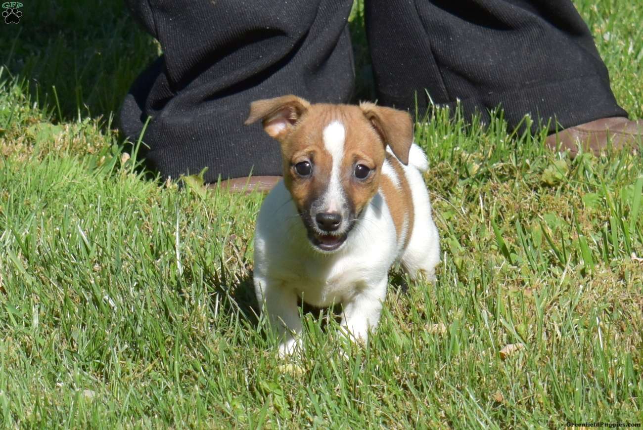 Berry (Jack Russell Terrier, Female) in Christiana, PA