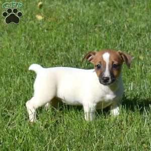 Berry, Jack Russell Terrier Puppy