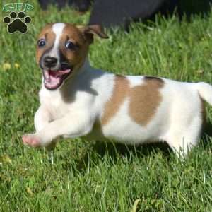 Berry, Jack Russell Terrier Puppy