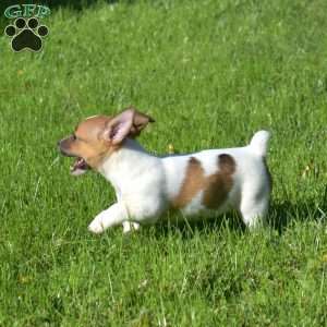 Berry, Jack Russell Terrier Puppy