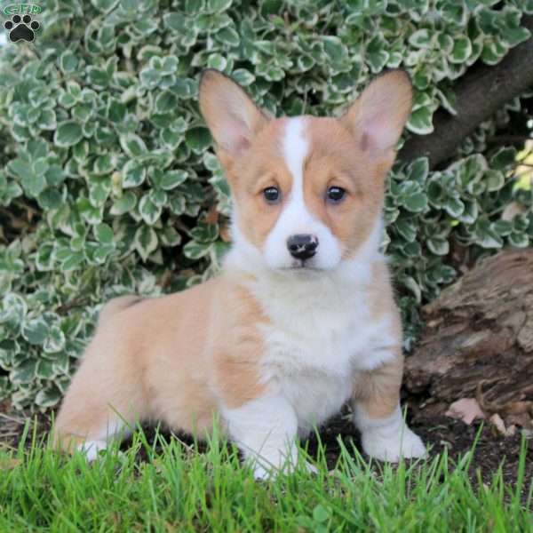 Betty, Pembroke Welsh Corgi Puppy