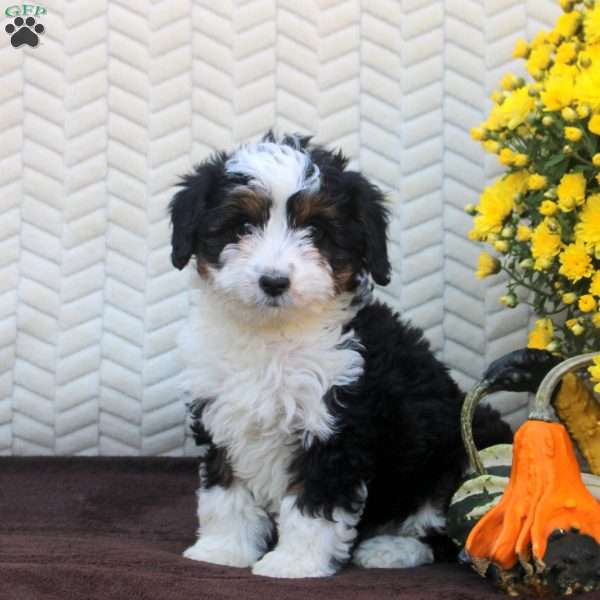 Betty, Mini Aussiedoodle Puppy