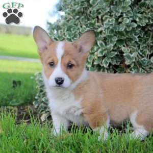 Betty, Pembroke Welsh Corgi Puppy