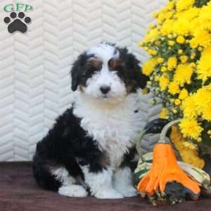 Betty, Mini Aussiedoodle Puppy