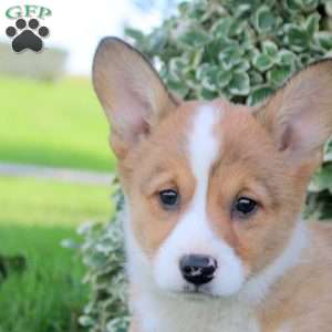 Betty, Pembroke Welsh Corgi Puppy