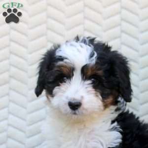 Betty, Mini Aussiedoodle Puppy