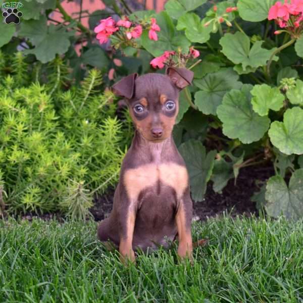 Bindi, Miniature Pinscher Puppy