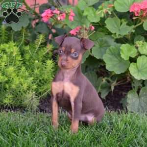Bindi, Miniature Pinscher Puppy