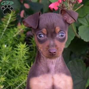 Bindi, Miniature Pinscher Puppy