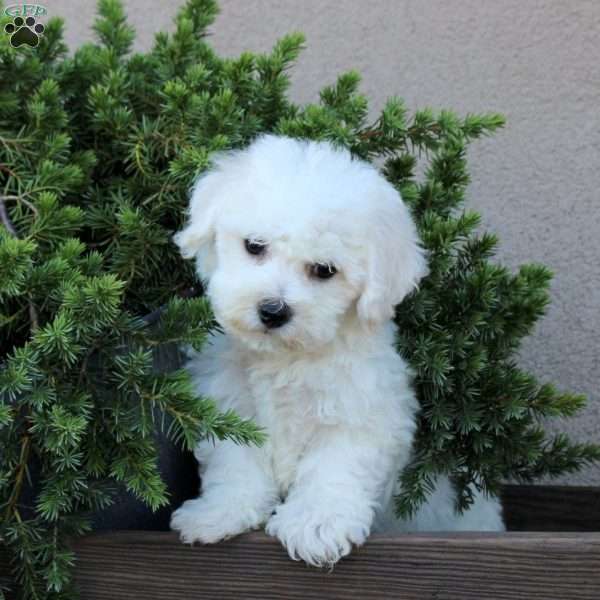 Binx, Bichon Frise Puppy