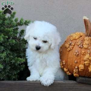 Binx, Bichon Frise Puppy