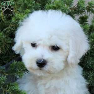 Binx, Bichon Frise Puppy