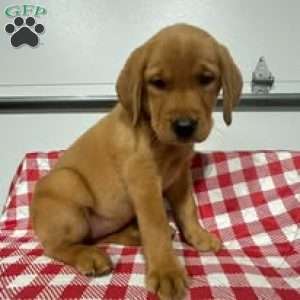 Belle, Fox Red Labrador Retriever Puppy