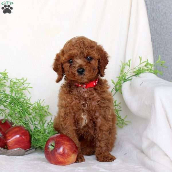 Blake, Cavapoo Puppy