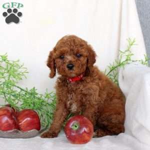 Blake, Cavapoo Puppy