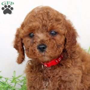 Blake, Cavapoo Puppy