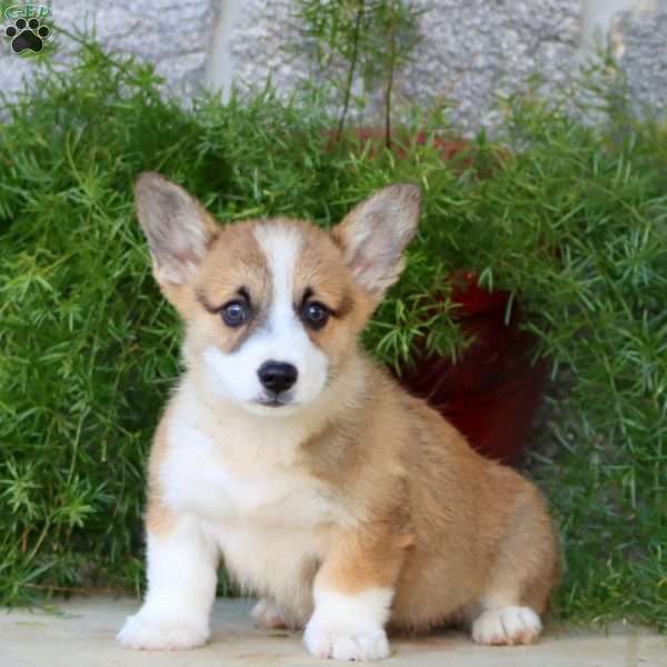 Blake, Pembroke Welsh Corgi Puppy