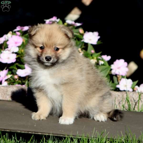 Blake, Pomeranian Puppy