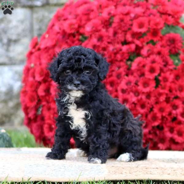 Blake, Shih-Poo Puppy