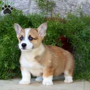 Blake, Pembroke Welsh Corgi Puppy