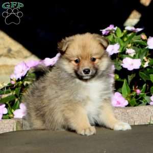 Blake, Pomeranian Puppy
